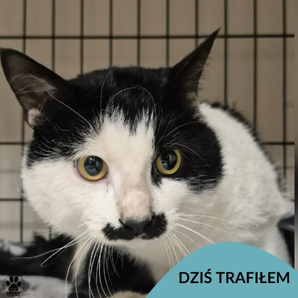 Znaleziono kota, Gdynia, 17 grudnia 2025