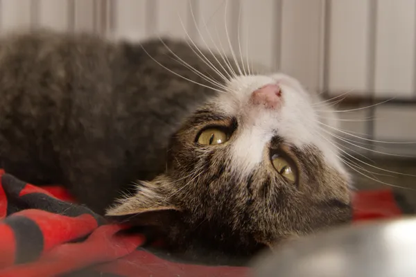 Kot do adopcji, Sosnowiec, 20 sierpnia 2025 (2/2)