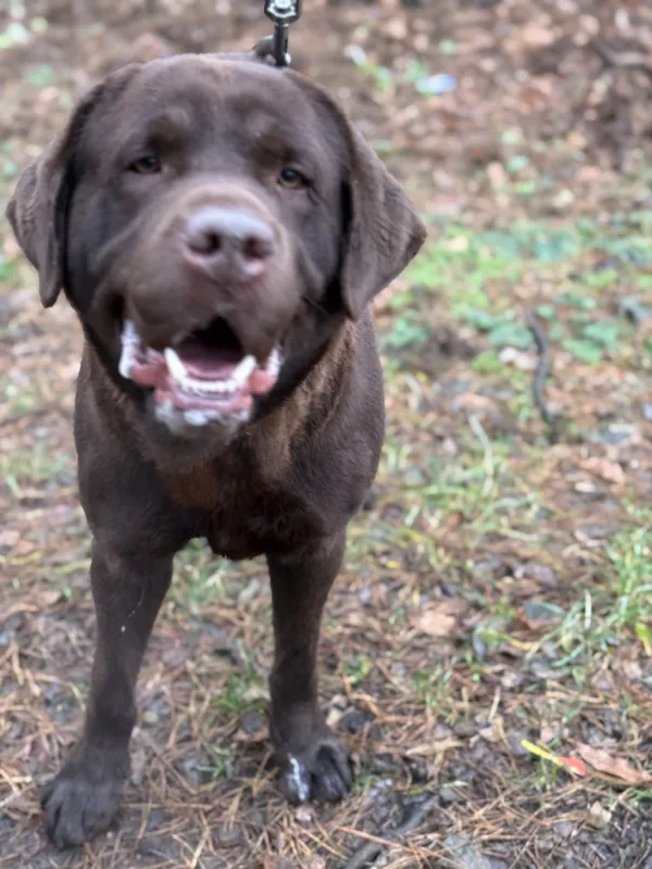 Zaginął pies, Łódź, 2 stycznia 2026