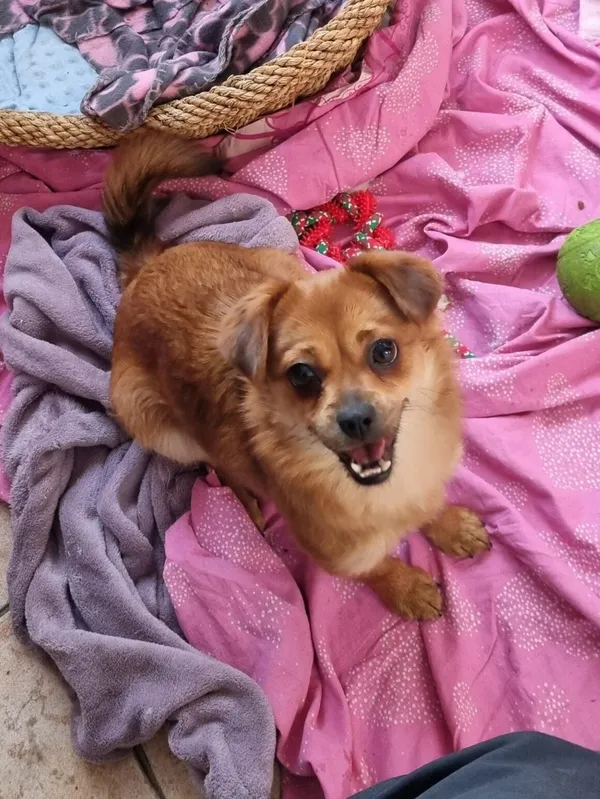 Pies do adopcji, Milanówek, 7 stycznia 2026 (1/5)