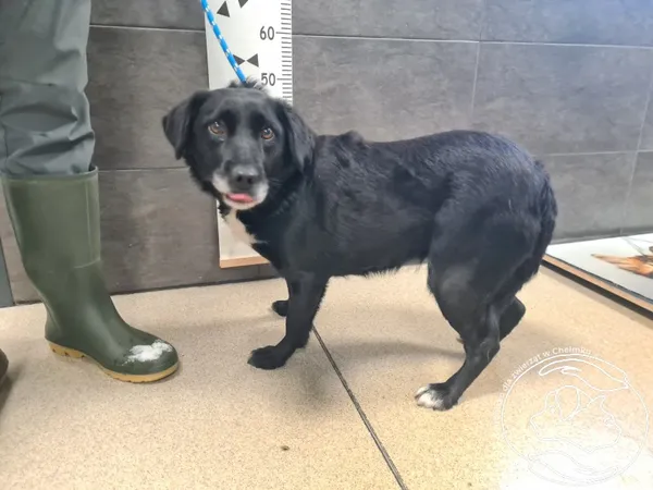 Znaleziono psa, Chełmek, 31 grudnia 2025