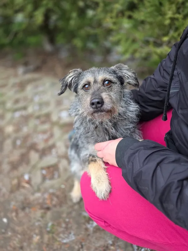 Pies do adopcji, Radom, 1 stycznia 2026 (1/5)