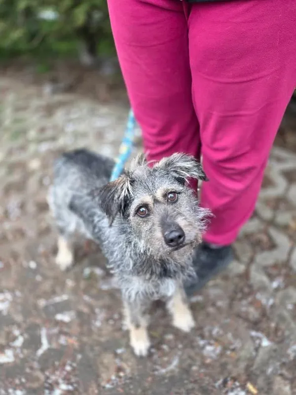 Pies do adopcji, Radom, 1 stycznia 2026 (4/5)