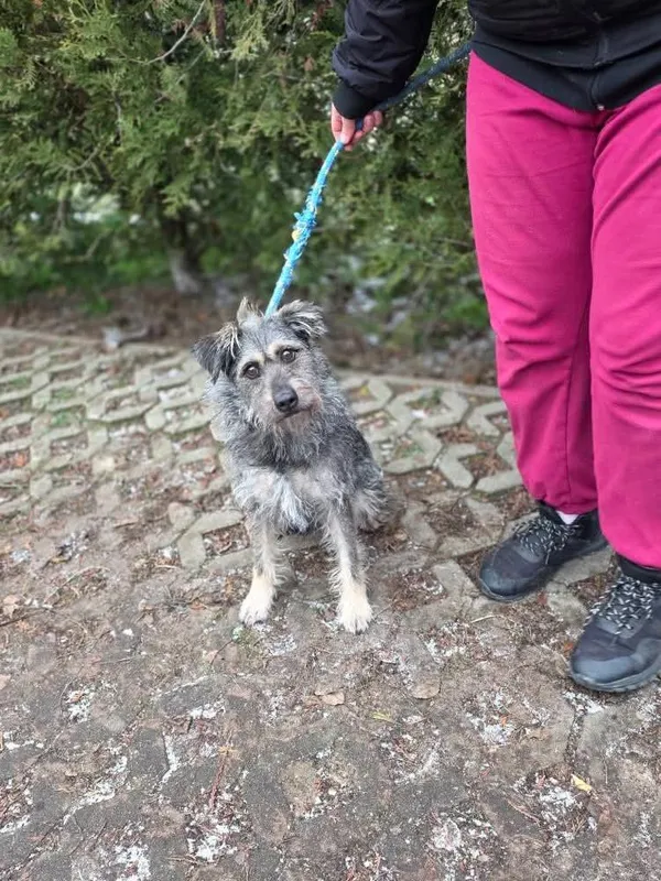 Pies do adopcji, Radom, 1 stycznia 2026 (5/5)