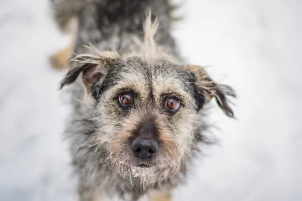 Pies do adopcji, Radom, 1 lutego 2026 (1/5)