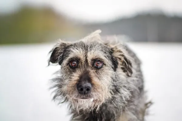 Pies do adopcji, Radom, 1 lutego 2026 (2/5)