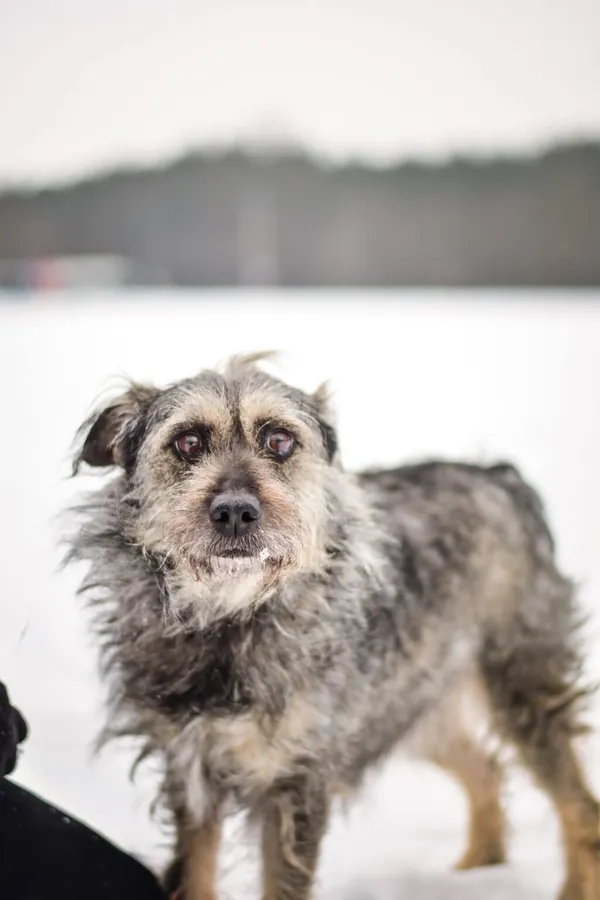 Pies do adopcji, Radom, 1 lutego 2026 (3/5)