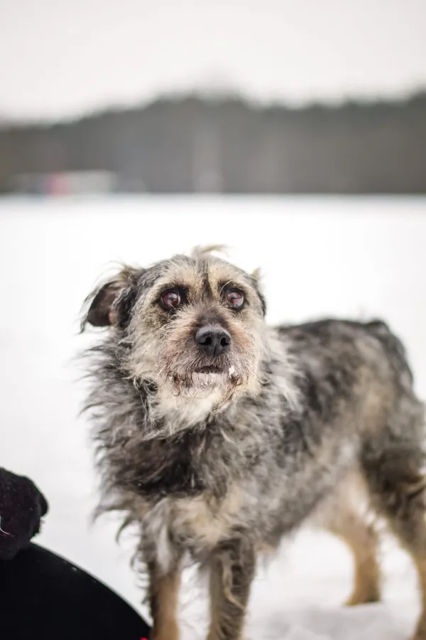 Pies do adopcji, Radom, 1 lutego 2026 (4/5)