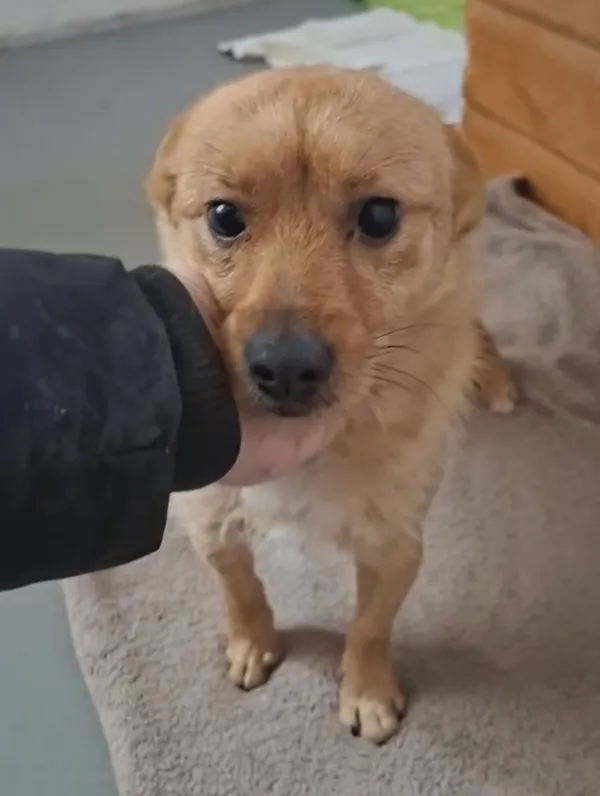 Pies do adopcji, Radom, 1 stycznia 2026