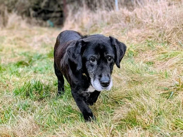 Znaleziono psa, Żywiec, 1 stycznia 2026 (2/5)