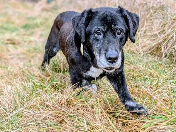 Znaleziono psa, Żywiec, 1 stycznia 2026 (4/5)