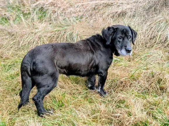 Znaleziono psa, Żywiec, 1 stycznia 2026 (5/5)