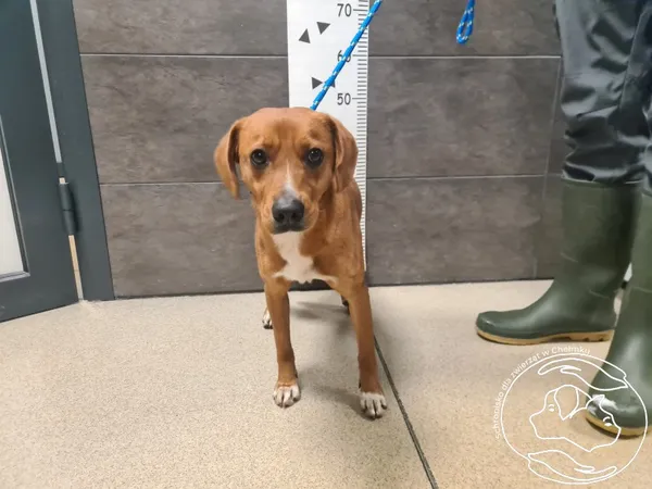 Znaleziono psa, Chełmek, 1 stycznia 2026