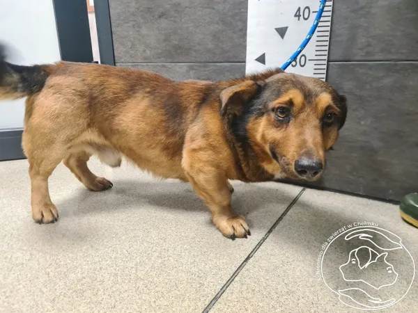 Znaleziono psa, Chełmek, 1 stycznia 2026