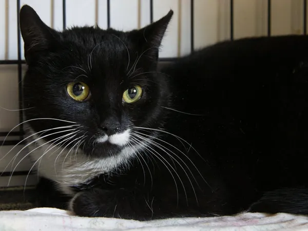 Znaleziono kota, Sosnowiec, 30 grudnia 2025 (1/5)