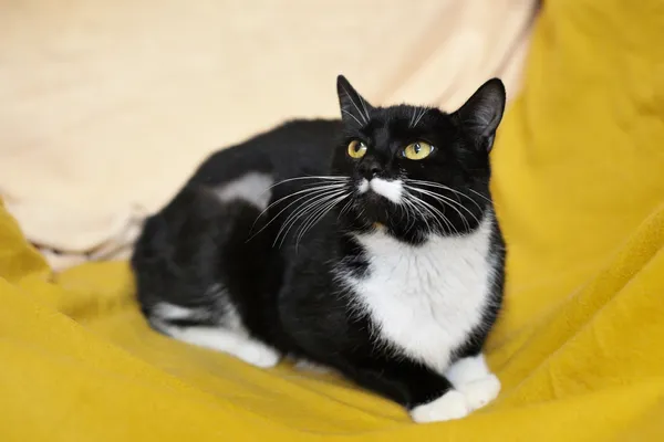 Znaleziono kota, Sosnowiec, 30 grudnia 2025 (2/5)