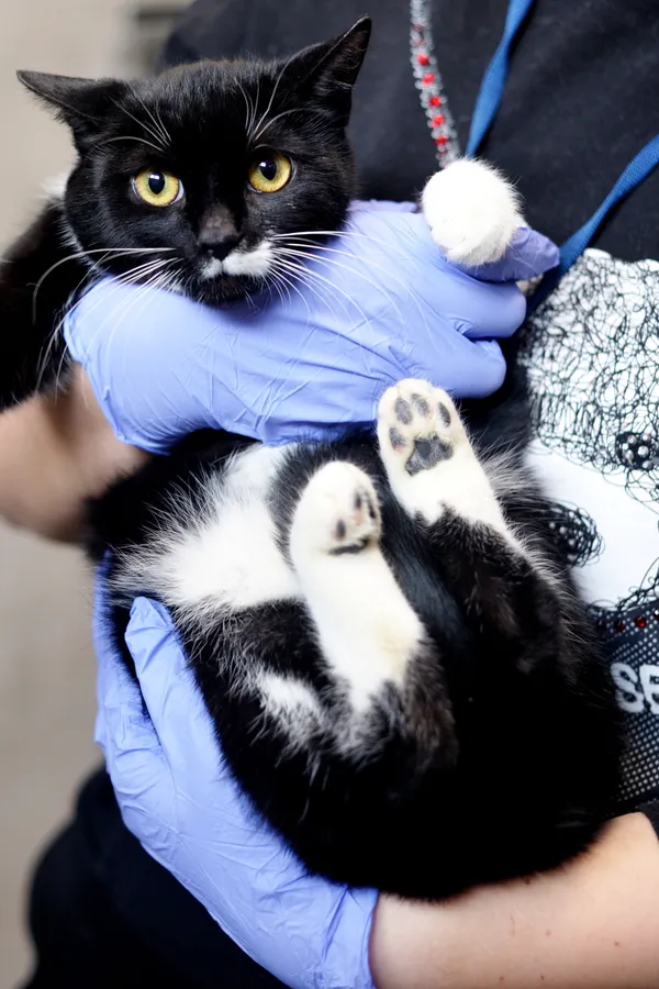 Znaleziono kota, Sosnowiec, 30 grudnia 2025 (5/5)