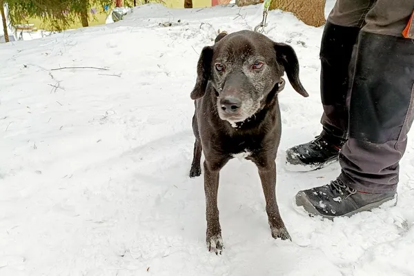 Pies do adopcji, Wałbrzych, 16 grudnia 2025 (1/2)