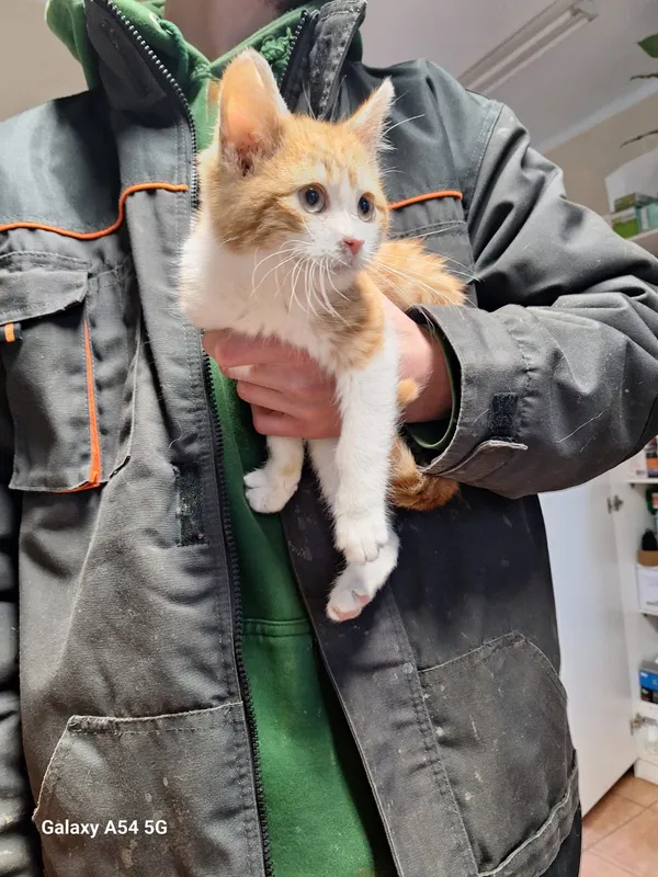 Kot do adopcji, Orzechowce, 2 stycznia 2026 (3/3)