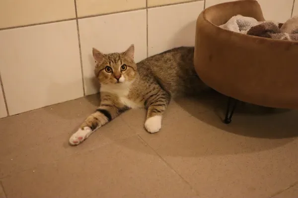 Kot do adopcji, Częstochowa, 2 sierpnia 2025 (1/2)