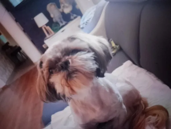 Zaginął pies, Kobylin, 2 stycznia 2026