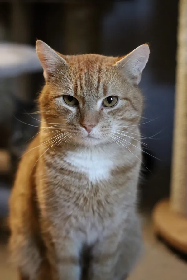 Kot do adopcji, Dłużyna Górna, 2 stycznia 2026