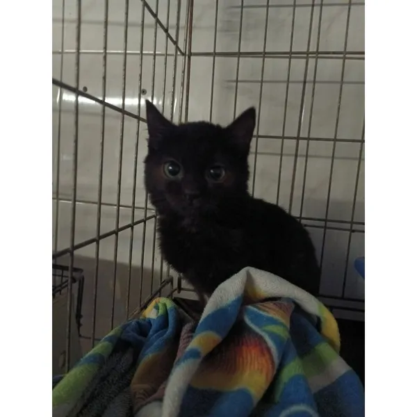 Znaleziono kota, Białystok, 1 grudnia 2025