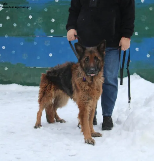 Pies do adopcji, Nowy Dwór Mazowiecki, 2 stycznia 2026 (1/5)