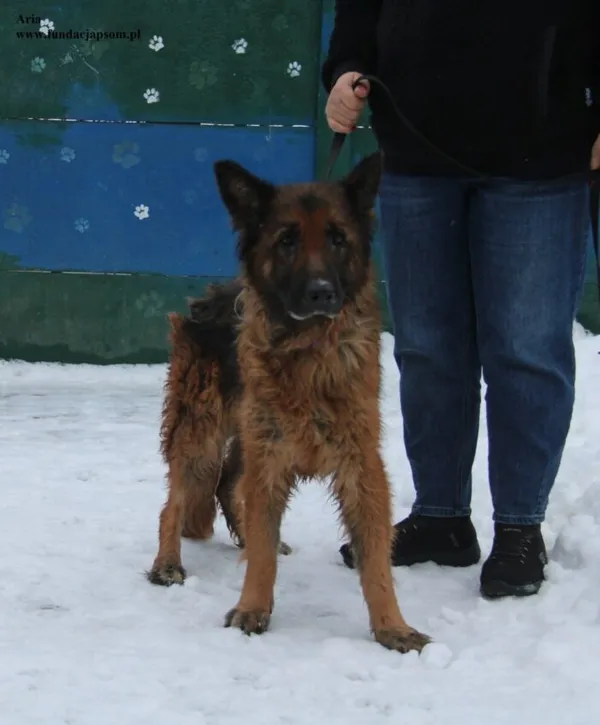 Pies do adopcji, Nowy Dwór Mazowiecki, 2 stycznia 2026 (2/5)