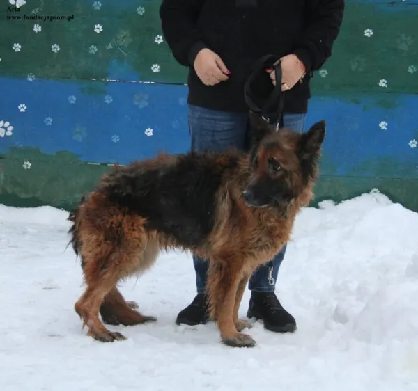 Pies do adopcji, Nowy Dwór Mazowiecki, 2 stycznia 2026 (5/5)