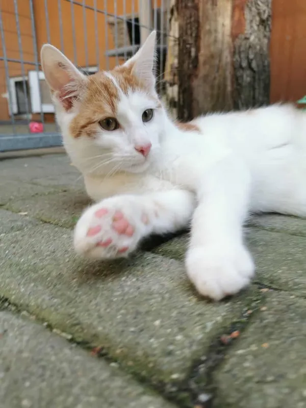 Kot do adopcji, Częstochowa, 13 lipca 2025 (2/4)