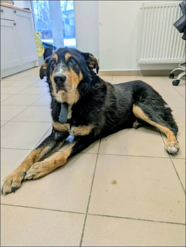 Znaleziono psa, Grudziądz, 2 stycznia 2026