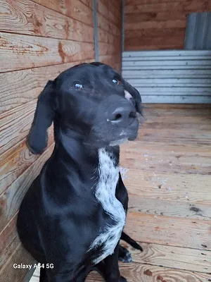 Pies do adopcji, Orzechowce, 2 stycznia 2026 (1/5)