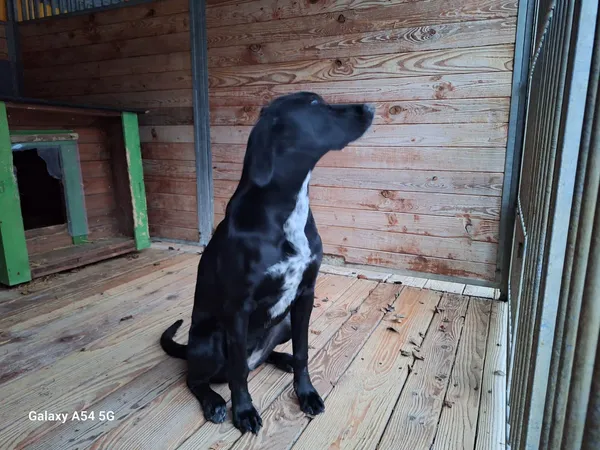 Pies do adopcji, Orzechowce, 2 stycznia 2026 (3/5)