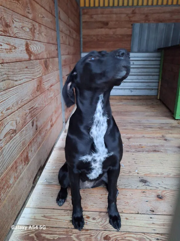 Pies do adopcji, Orzechowce, 2 stycznia 2026 (4/5)