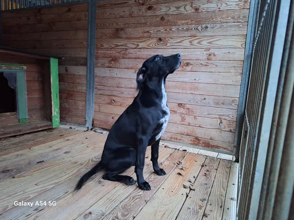 Pies do adopcji, Orzechowce, 2 stycznia 2026 (5/5)