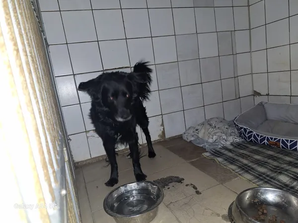 Pies do adopcji, Orzechowce, 31 grudnia 2025 (1/4)