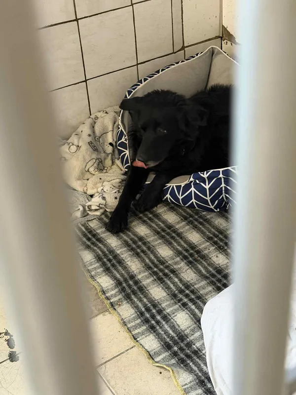 Pies do adopcji, Orzechowce, 31 grudnia 2025 (2/4)