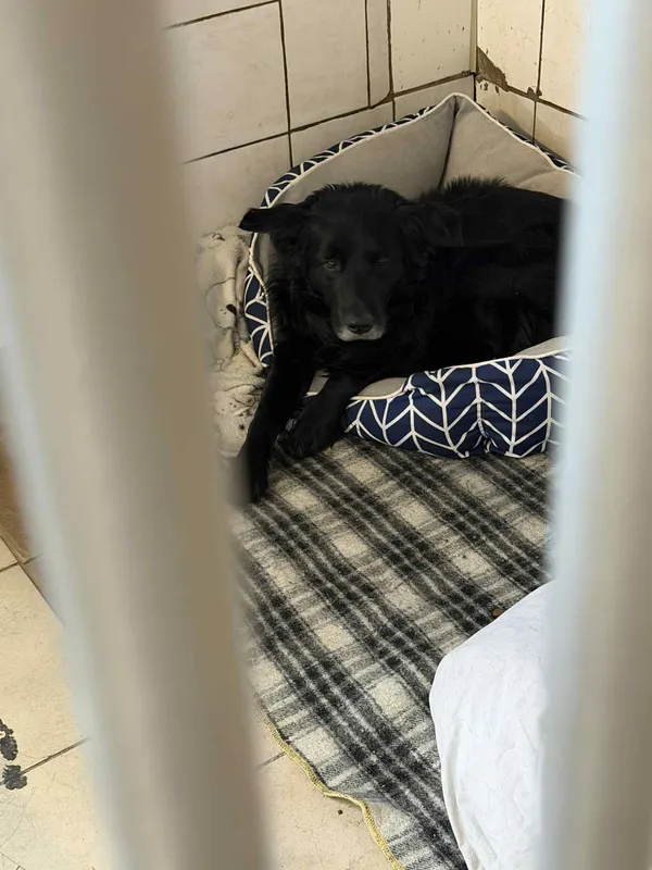 Pies do adopcji, Orzechowce, 31 grudnia 2025 (4/4)