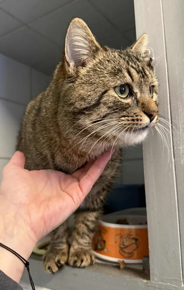 Znaleziono kota, Lublin, 24 grudnia 2025