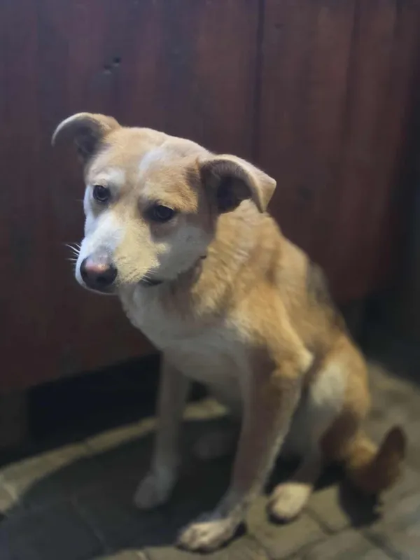 Pies do adopcji, Zgierz, 31 grudnia 2025 (1/3)