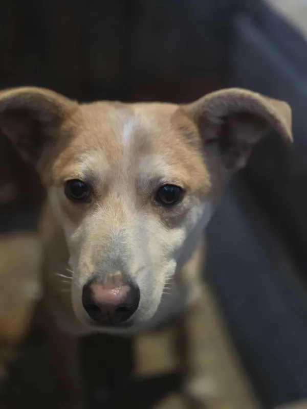 Pies do adopcji, Zgierz, 31 grudnia 2025 (3/3)