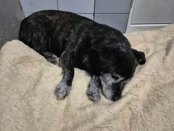 Znaleziono psa, Lublin, 31 grudnia 2025