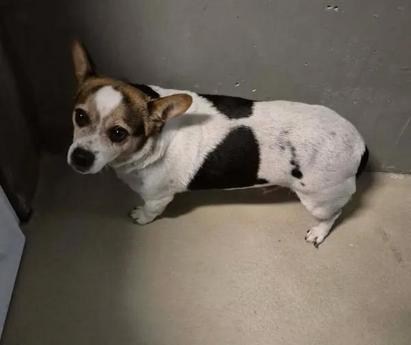 Znaleziono psa, Lublin, 1 stycznia 2026