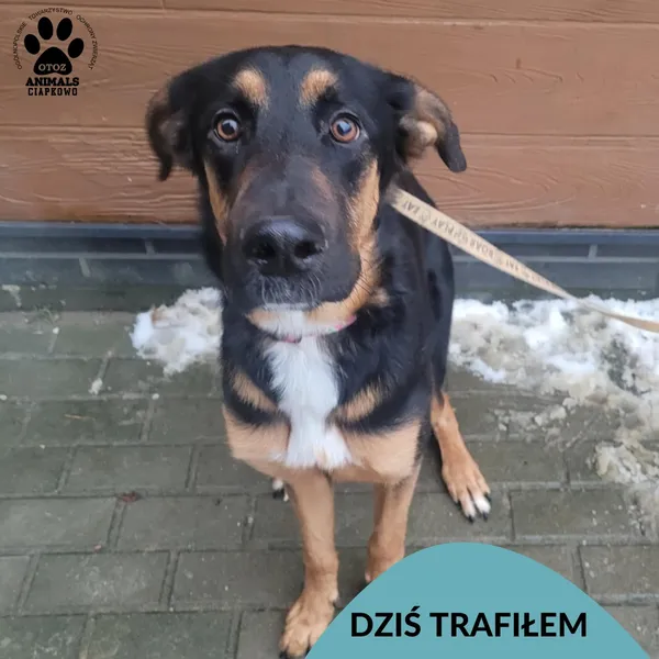 Znaleziono psa, Gdynia, 2 stycznia 2026