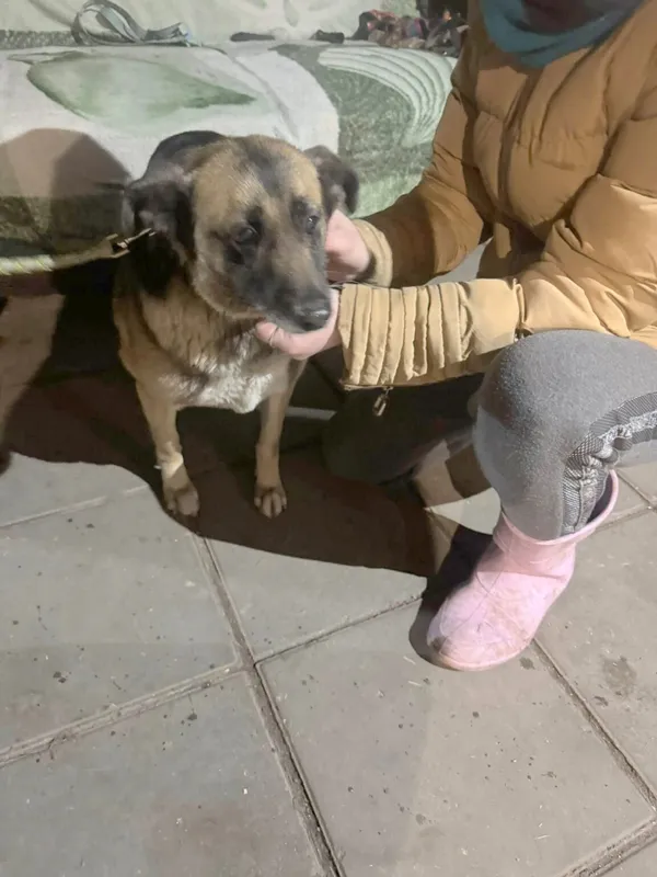 Pies do adopcji, Zgierz, 17 grudnia 2025 (2/2)