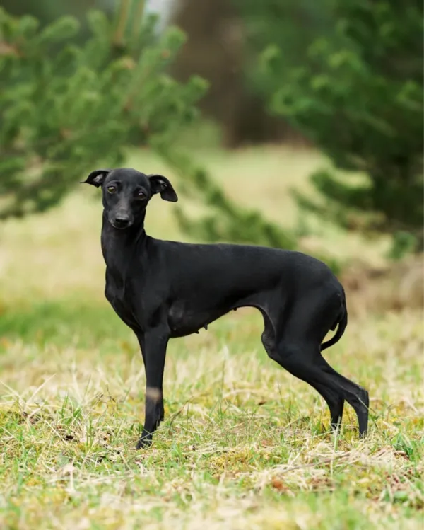 Zaginął pies, Łódź, 2 stycznia 2026