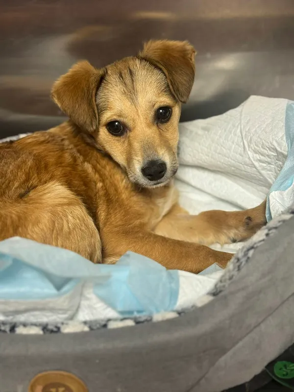 Pies do adopcji, Zgierz, 12 grudnia 2025 (2/5)