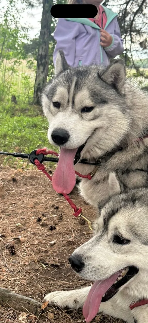 Zaginął pies, Wola Pszczółecka, 3 stycznia 2026 (2/2)