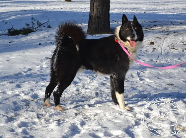 Pies do adopcji, Chełmek, 16 grudnia 2025